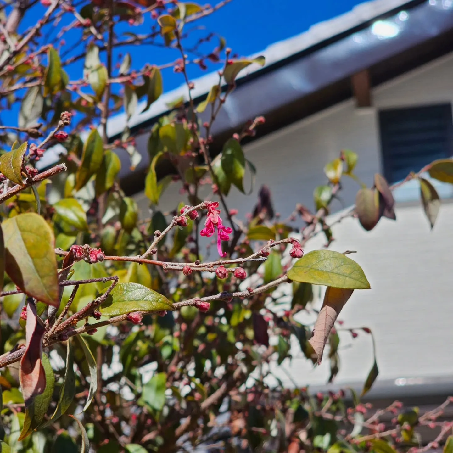 【春の匂いがしてきましたね🌸】