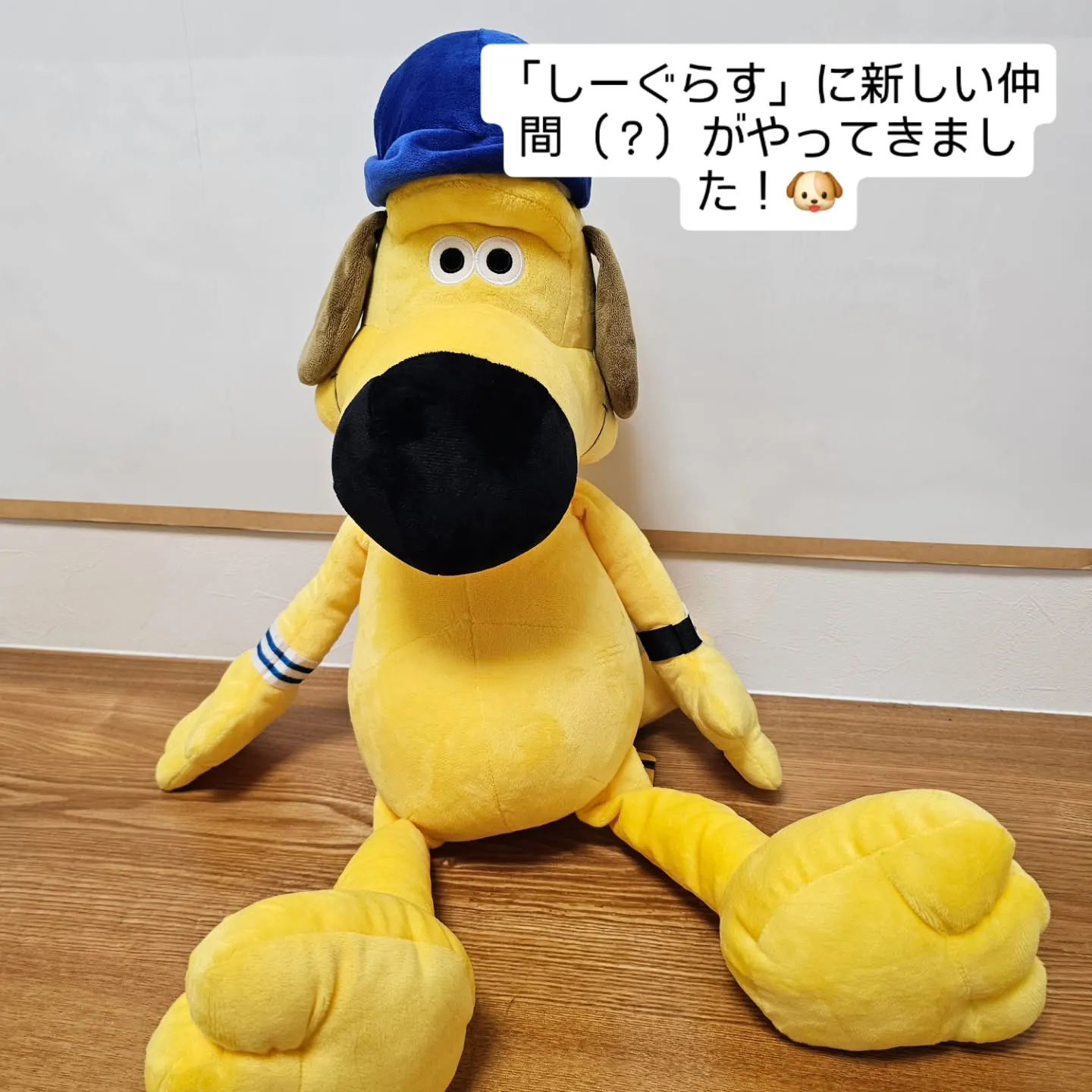 こんにちは!しーぐらすです。